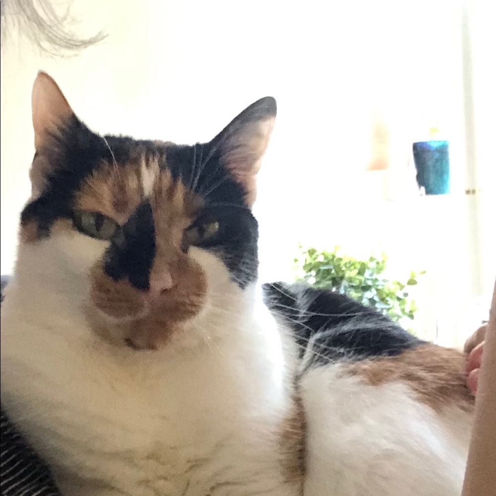 Meet your Posher, Sierra